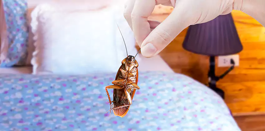 bed-bug-exterminator in Southlake, TX