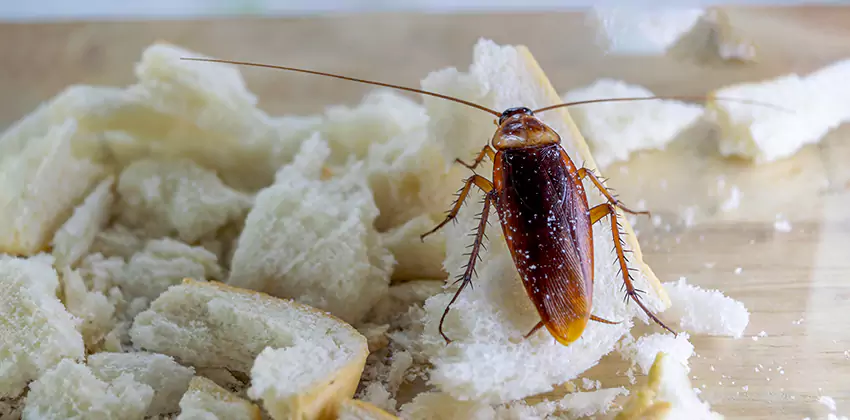 Cockroach Pest Control for Bedrooms in Southlake, TX