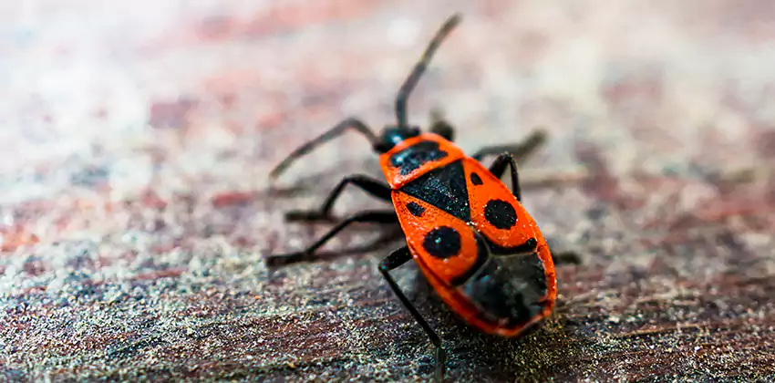 Flea Control for Humans Southlake, TX