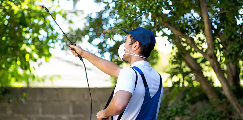 Wasp Control for Bedrooms Southlake, TX