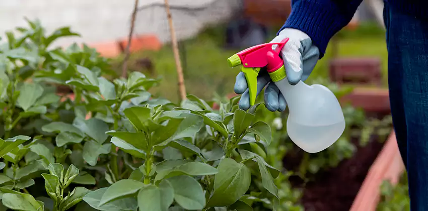 Whitefly Treatment for Bedrooms Southlake, TX