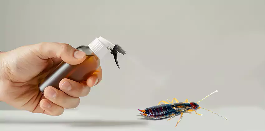 earwig-control in Southlake, TX