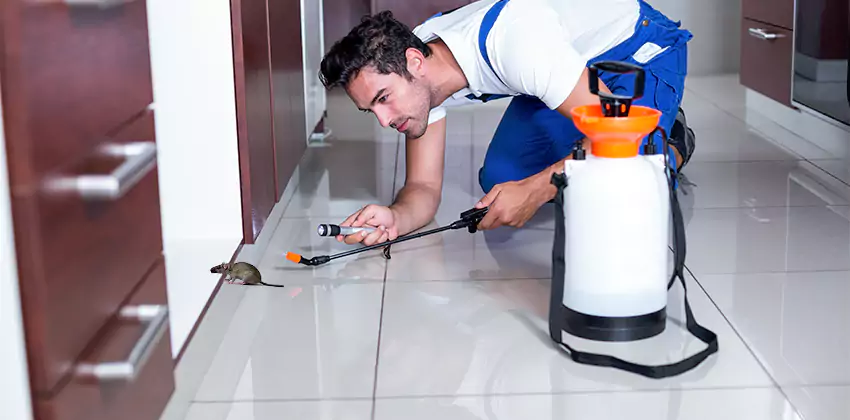 rat-control in Southlake, TX