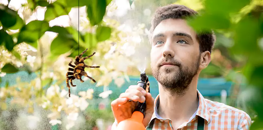 spider-exterminator in Southlake, TX