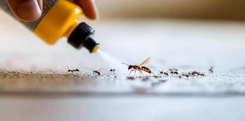 termite-control in Southlake, TX