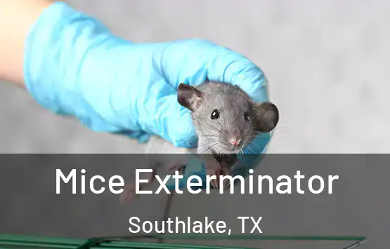  Mice Exterminator Southlake, TX